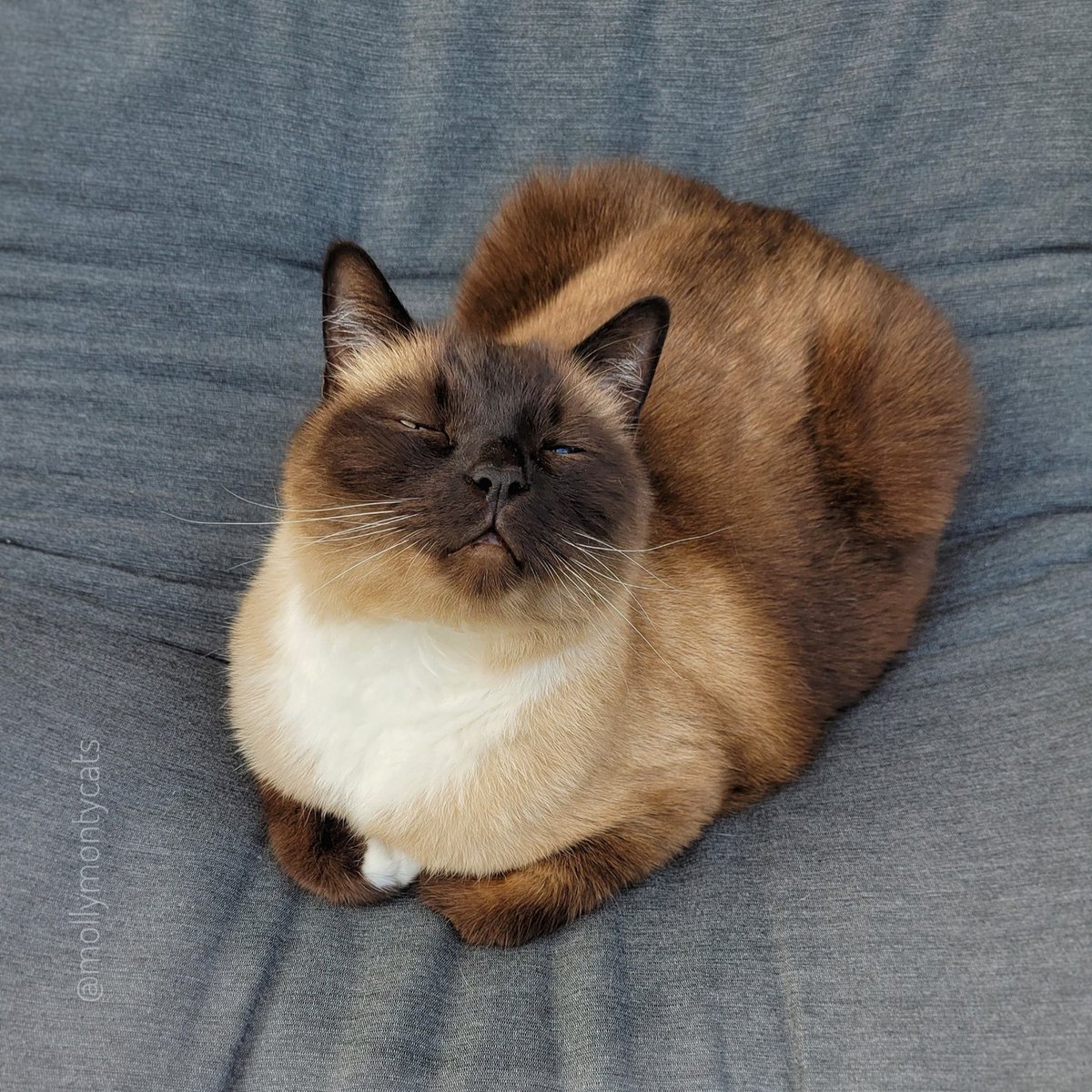 PunchingCat's tweet photo. https://t.co/cvNbDqAUQe