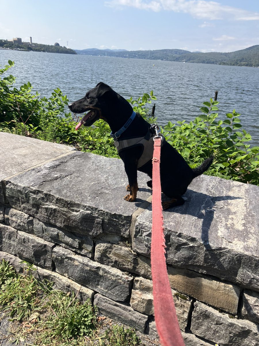 Beautiful day in New York, I decided to go down to the Hudson River waterfront with Cassius Clay… There is a Hispanic heritage festival going on, all the activity is a little too much for him so he’s just chilling.