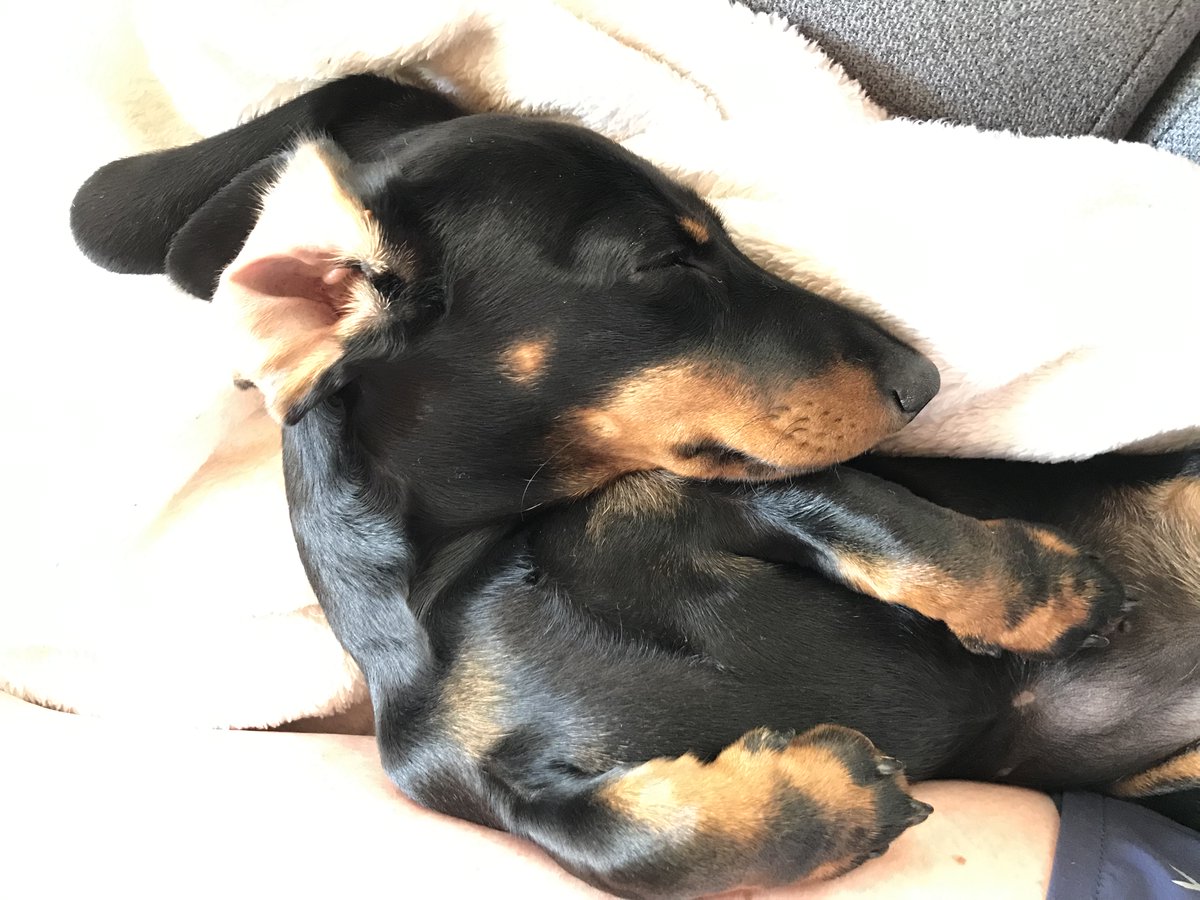Kuinka voikaan pieni Riiviö olla suloinen - nukkuessaan. Puoli vuotta jo ikää. Joka päivä ymmärrämme toisiamme hiukan paremmin. Sisäsiisteys jo luokkaa 99,9%. Jospa joku päivä menisi kiellotkin luppakorvan kautta perille. #Beemi #pennunelämää