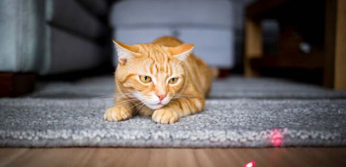 psychequest's tweet image. Are laser pointers safe for cats? While they offer fun exercise, some experts worry they may cause frustration or compulsive behaviors. Tips: Avoid pointing at eyes, and end play with a tangible toy or treat to satisfy hunting instincts. #Cats #PetSafety #LaserPointers…