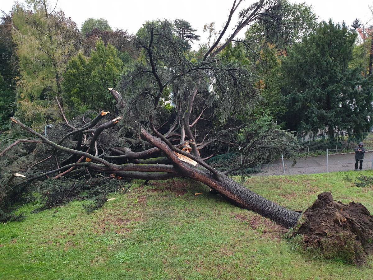 So ein Mist ... 

Gerade ist ein ganz besonderer Baum umgefallen. 

Ein Döblinger Naturdenkmal. Eine Libanonzeder, eine Seltenheit, da fast alle Zedern während des Winters 1928/29 erfroren sind. 

Ich werd dich vermissen. 😢😭