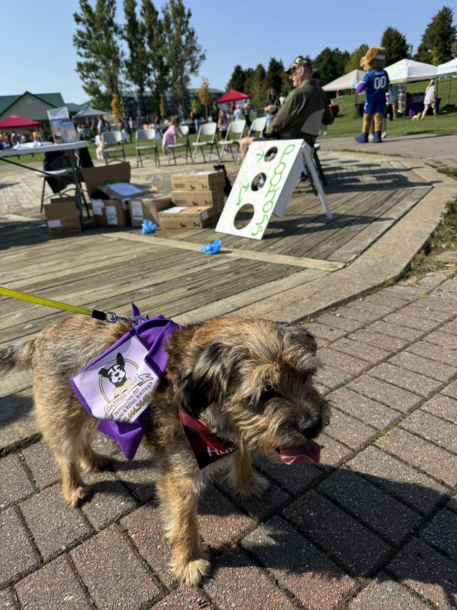 Hubble_BTerrier's tweet photo. Today I attended a fundraiser for #ElderDogCanada and met lots of new pals. There was even a one year old BT named Fern. She was so sweet. 🥰 And I met our MP @DarrenFisherNS. 😃👍 #BTPosse #DogsOfHalifax #ElderDog @elderdog @ElderDogHfx https://t.co/gMFrtAVQBy