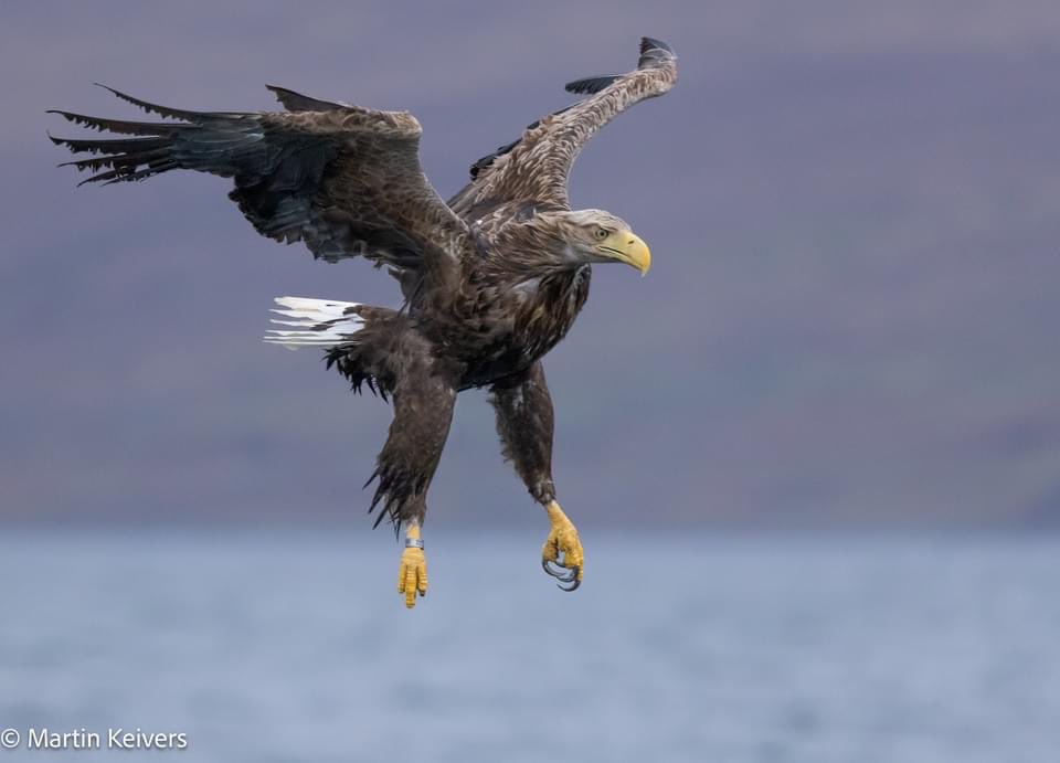 mullcharters's tweet photo. We are still enjoying some incredible views of the local white tailed eagles on #Mull with the advantage of low September light, great for photography https://t.co/K5RsXQ4sxq