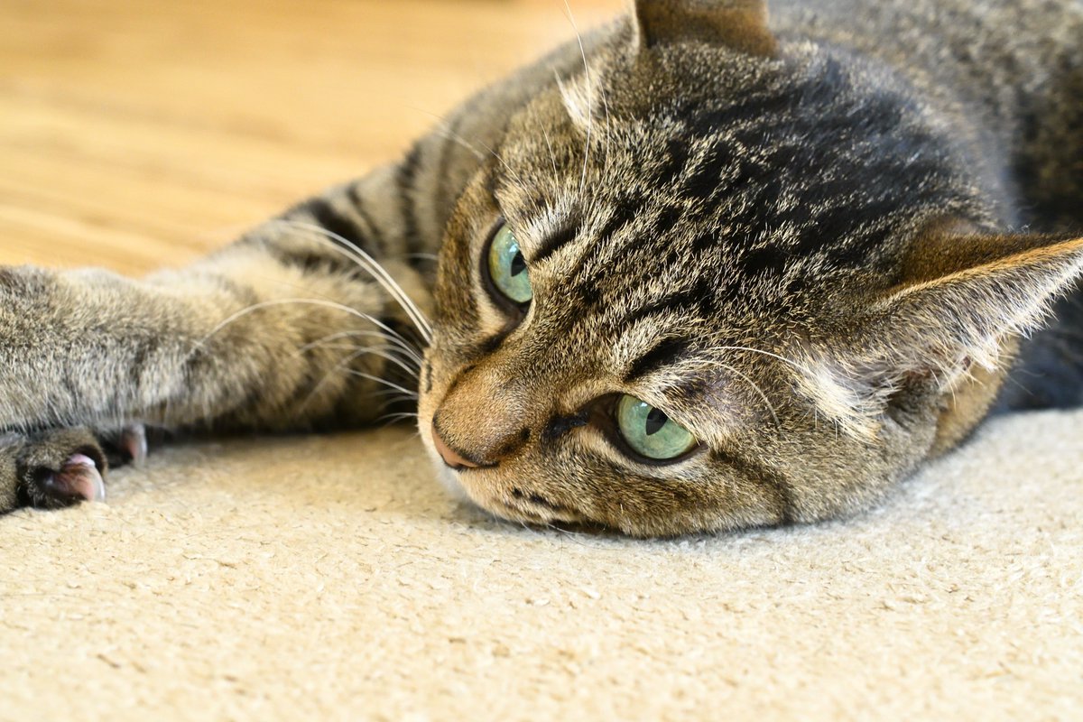 mota_NNN's tweet photo. 見えないモノを見ようとして 桃源郷を覗き込んだ🎵
いや、ダメにゃ🐱
#keep_exploring https://t.co/5iiz9ZZUS1