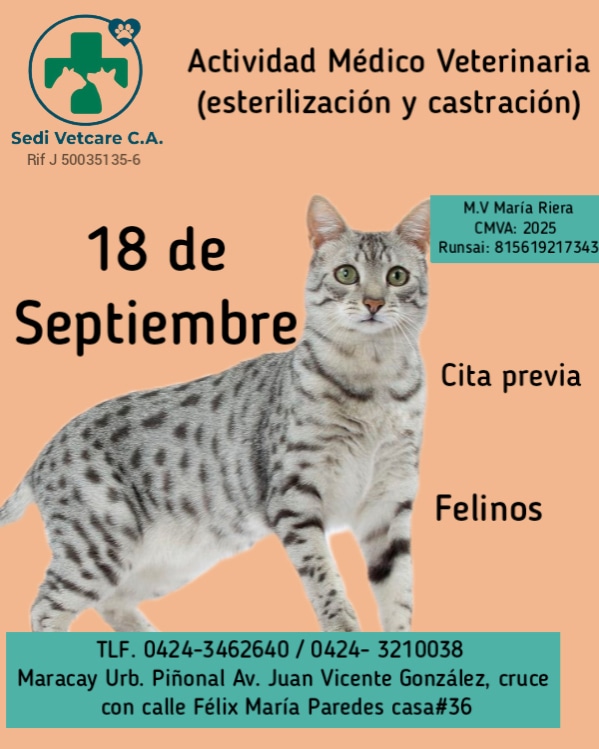 sedivetcare's tweet photo. Actividad Médica Veterinaria para felinos 😺 (esterilización y castración)
.
🗓️ 18 de Septiembre

Para mayor información
 0424- 3210038 /
 0424- 3462640☎️

 📍Urbanización Piñonal, Av. Juan Vicente González, casa #36

#castrarsalvavidas#felinos https://t.co/1xp2dydRnd