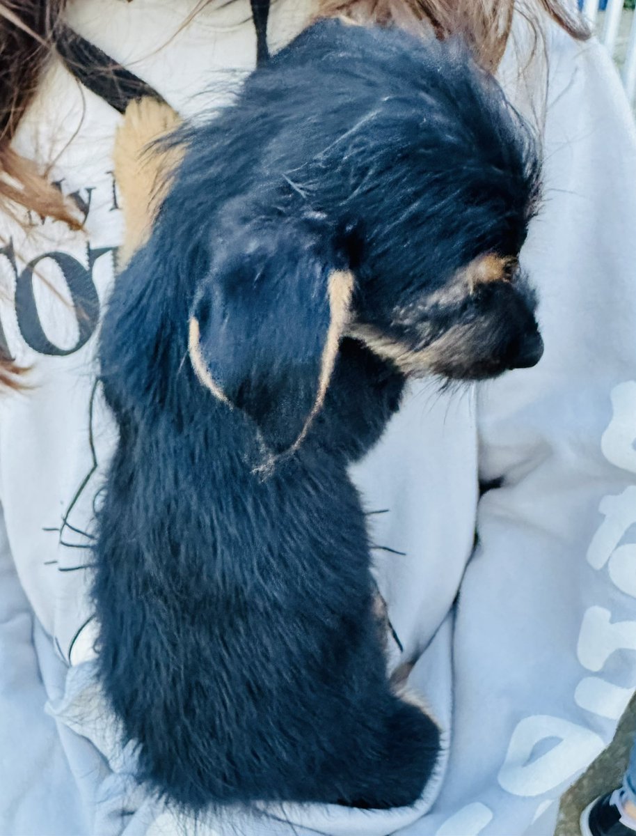 gmogandara's tweet photo. #AdoptaNoCompres 
Estas dos Yorkies fueron rescatadas de un criadero. Están buscando hogar. 
Quieres adoptar?
Castración obligatoria + donación + mucho amor. 
Mándame DM https://t.co/hz2SEEtQGk