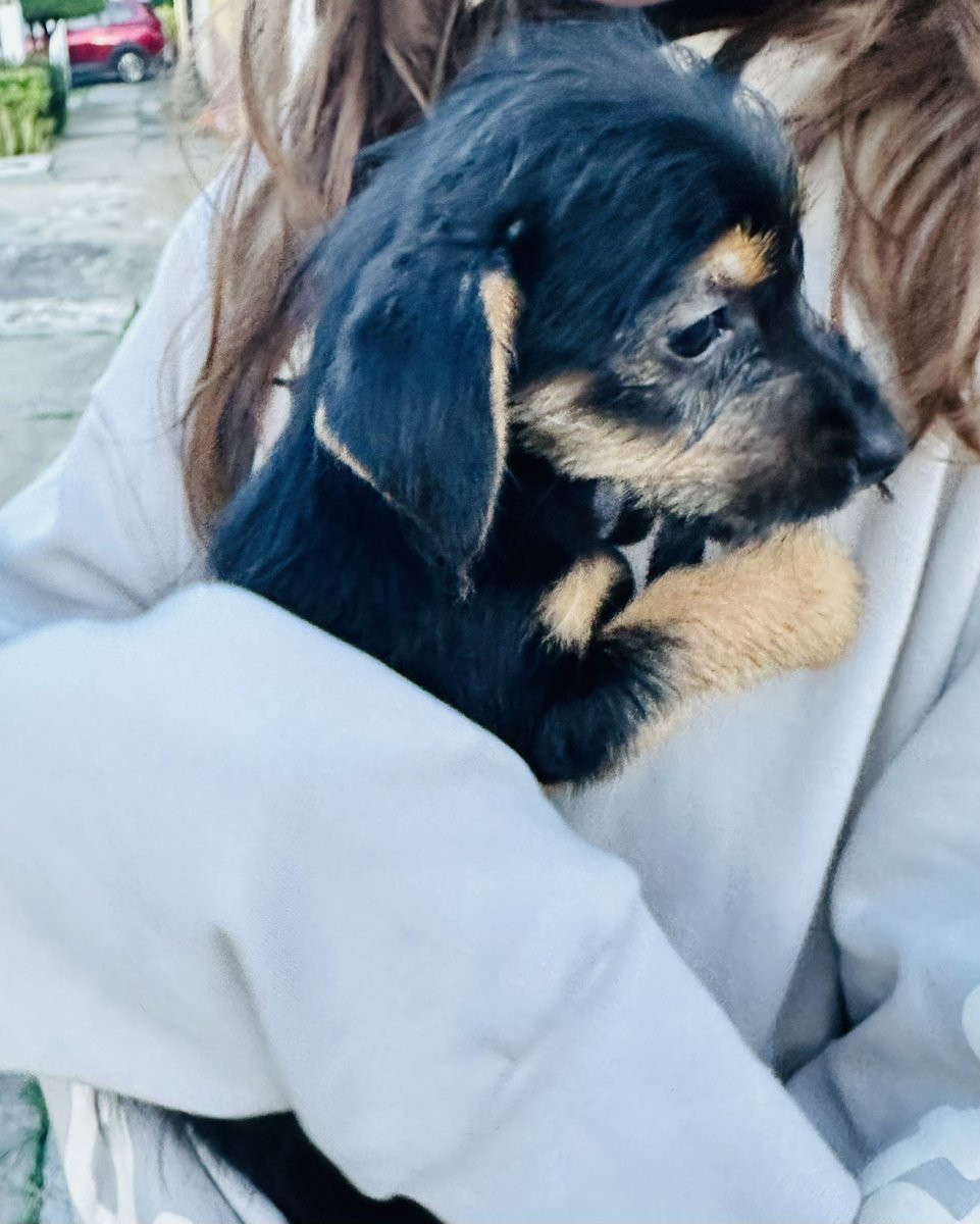 gmogandara's tweet photo. #AdoptaNoCompres 
Estas dos Yorkies fueron rescatadas de un criadero. Están buscando hogar. 
Quieres adoptar?
Castración obligatoria + donación + mucho amor. 
Mándame DM https://t.co/hz2SEEtQGk