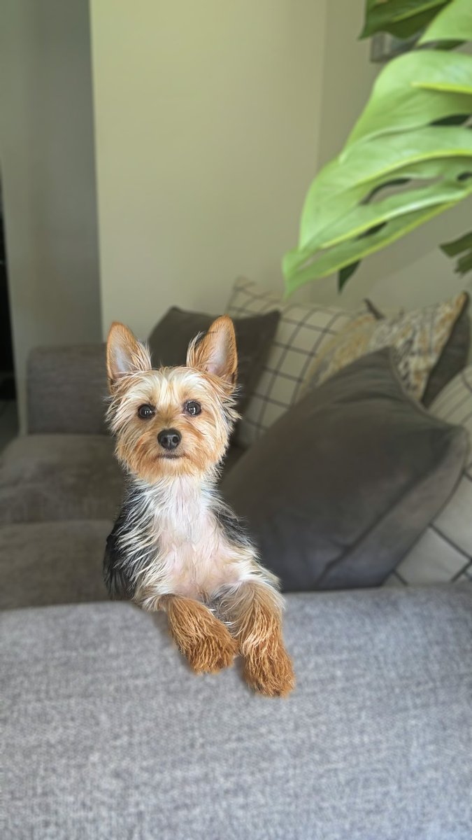 Happy 1st Birthday to my fur baby Teddy! 🐶 🥳