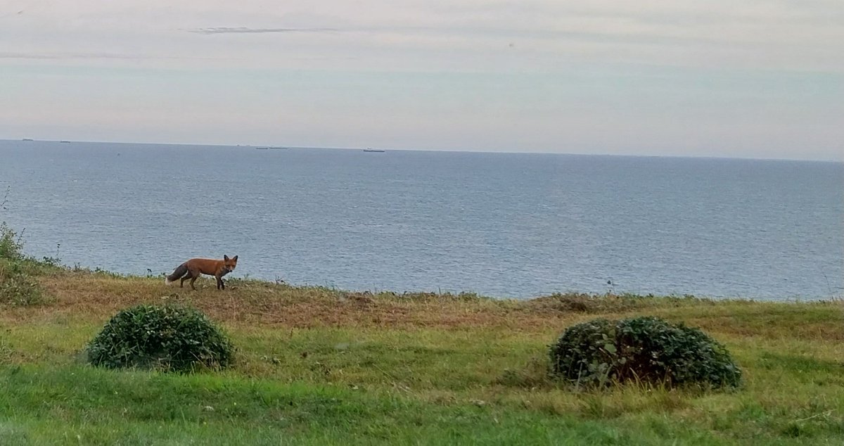 VenemaWil's tweet image. #AlphabetChallenge 
#WeekKforKnowledge 
Knowing this is not a pigeon.