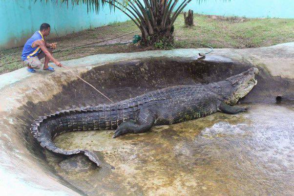 TM9380's tweet photo. The largest reptile alive today, Crocodylus porosus, aka the estuarine crocodile. Big males can reach an uncomfortably large size of 6 meters in length and weigh in excess of 1300 kilograms… https://t.co/P9YUPWRE4G