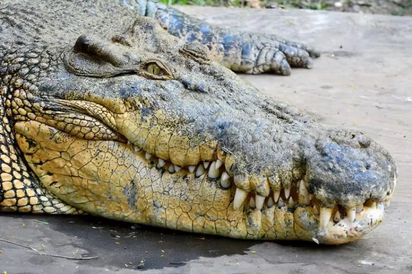 TM9380's tweet photo. The largest reptile alive today, Crocodylus porosus, aka the estuarine crocodile. Big males can reach an uncomfortably large size of 6 meters in length and weigh in excess of 1300 kilograms… https://t.co/P9YUPWRE4G