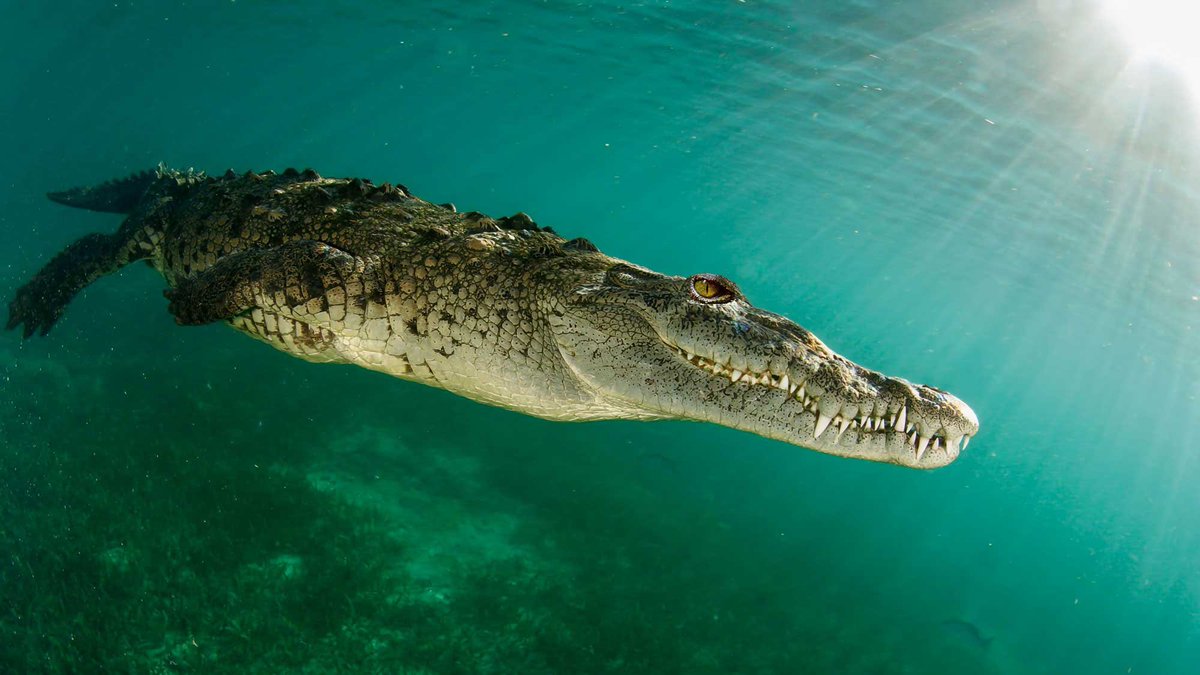 TM9380's tweet photo. The largest reptile alive today, Crocodylus porosus, aka the estuarine crocodile. Big males can reach an uncomfortably large size of 6 meters in length and weigh in excess of 1300 kilograms… https://t.co/P9YUPWRE4G