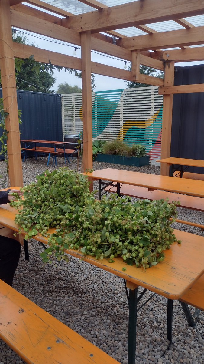 MCRHopProject's tweet image. The final count is in. We got just over 67kg of locally grown hops all safely stored at @trackbrewco 
Thanks to all the volunteers who helped with the picking this afternoon 🍻