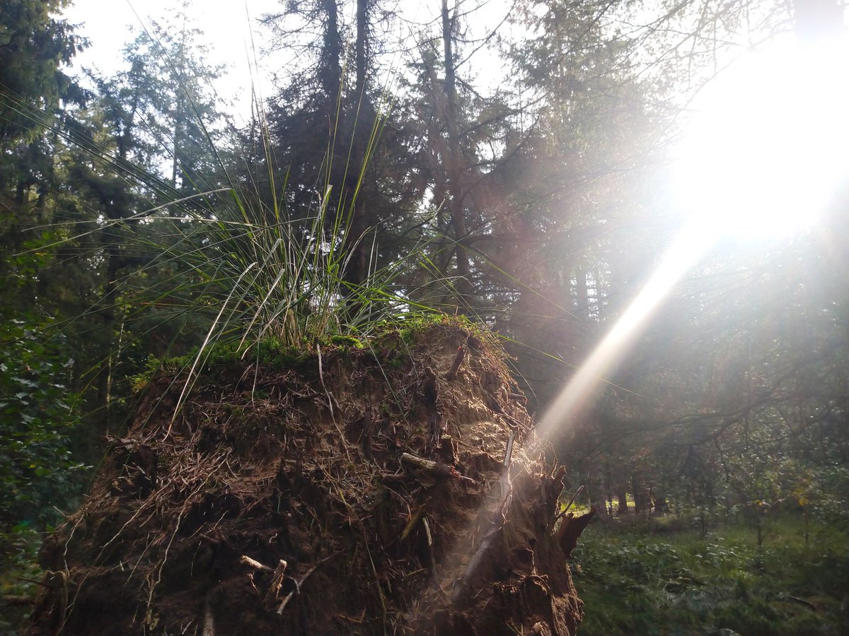 "De beste arts is de natuur: ze geneest driekwart van de ziekten en zegt nooit iets slecht over haar collega’s". - Louis Pasteur (1822-1895)
"Nature is the best doctor, she cures three out of four illnesses, and she never speaks ill on her colleagues" - Louis Pasteur (1822-1895)