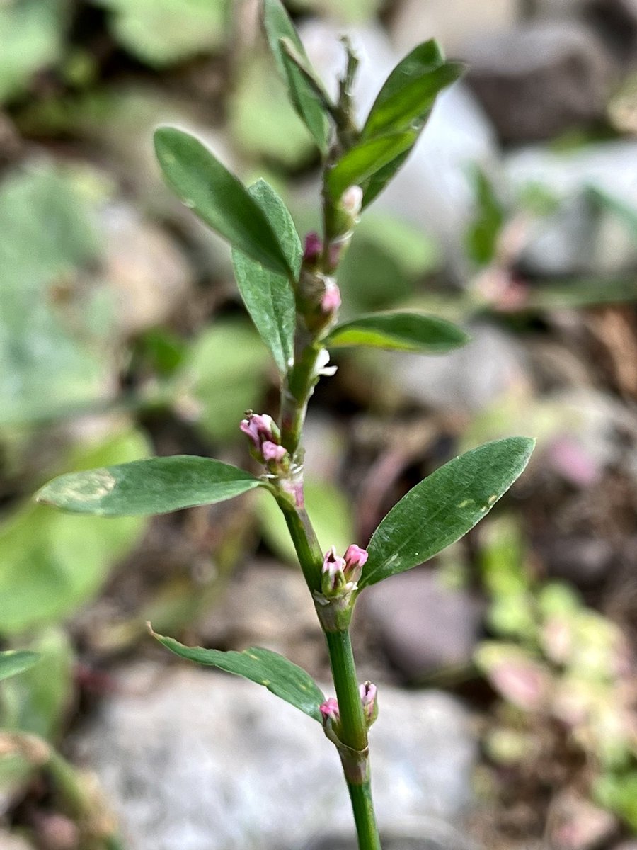 FloralRainbowAW's tweet image. For #WeekKForKnowledge #AlphabetChallenge 
My knowledge of wildflowers has increased significantly here on ‘Twitter’ with the help of #wildflowerhour folk 😀💚🌼🌾🌸
Bindweed, Knotgrass, Ragwort &amp;amp; Wild carrot in our garden yesterday.