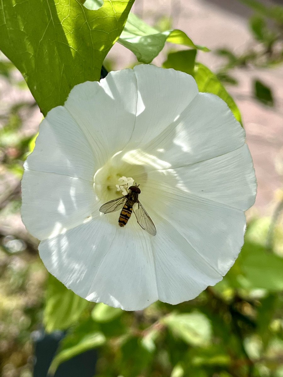 FloralRainbowAW's tweet image. For #WeekKForKnowledge #AlphabetChallenge 
My knowledge of wildflowers has increased significantly here on ‘Twitter’ with the help of #wildflowerhour folk 😀💚🌼🌾🌸
Bindweed, Knotgrass, Ragwort &amp;amp; Wild carrot in our garden yesterday.