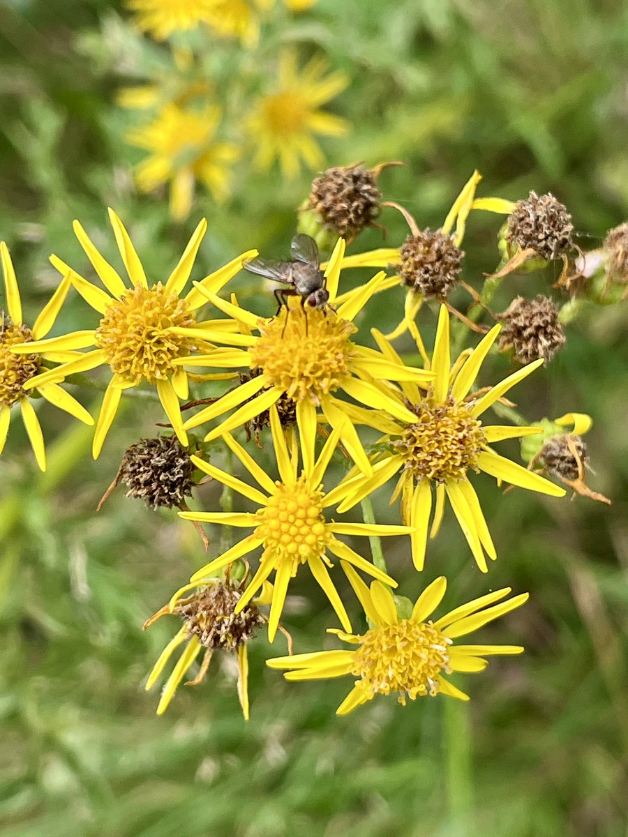 FloralRainbowAW's tweet image. For #WeekKForKnowledge #AlphabetChallenge 
My knowledge of wildflowers has increased significantly here on ‘Twitter’ with the help of #wildflowerhour folk 😀💚🌼🌾🌸
Bindweed, Knotgrass, Ragwort &amp;amp; Wild carrot in our garden yesterday.