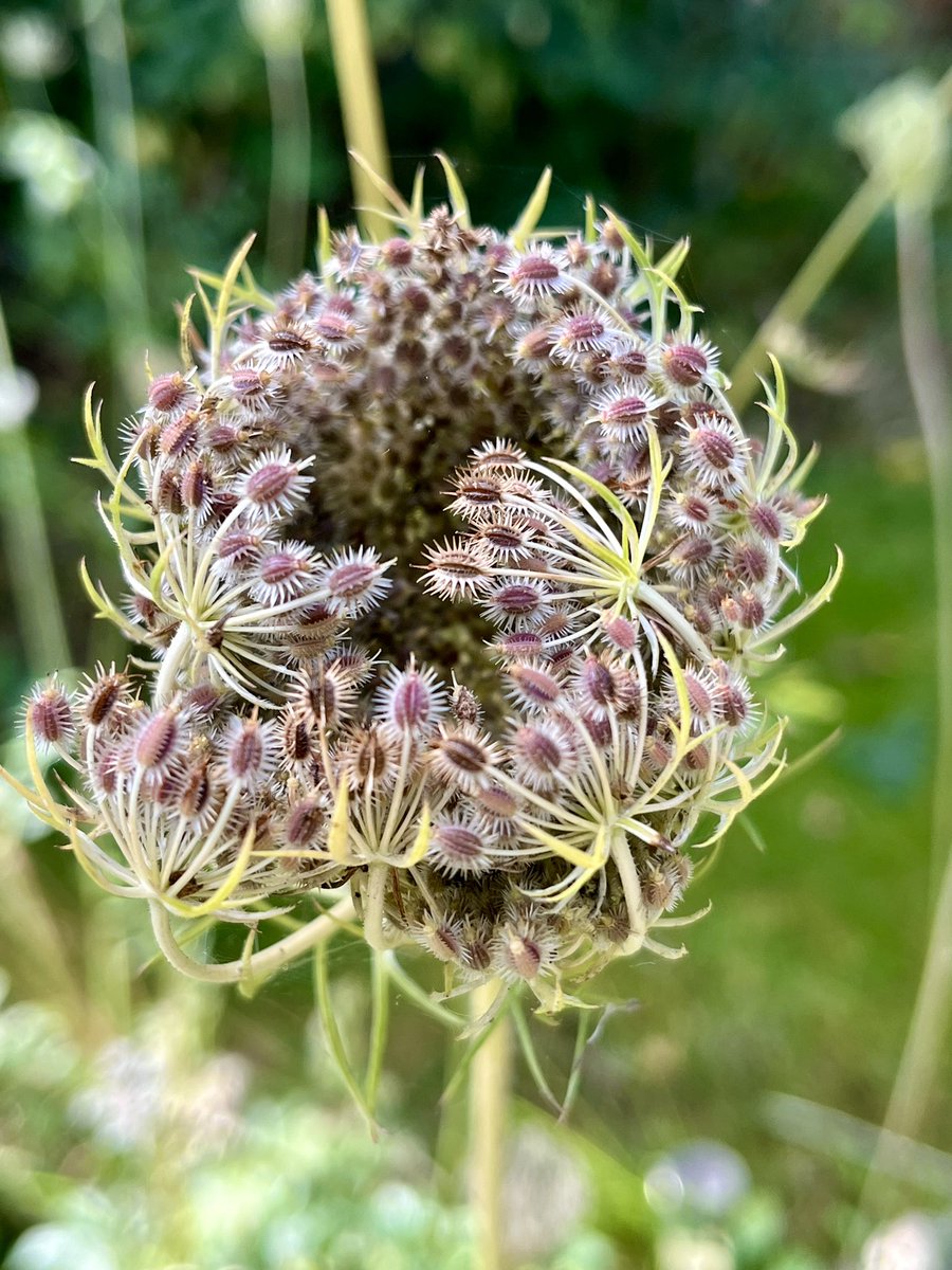 FloralRainbowAW's tweet image. For #WeekKForKnowledge #AlphabetChallenge 
My knowledge of wildflowers has increased significantly here on ‘Twitter’ with the help of #wildflowerhour folk 😀💚🌼🌾🌸
Bindweed, Knotgrass, Ragwort &amp;amp; Wild carrot in our garden yesterday.