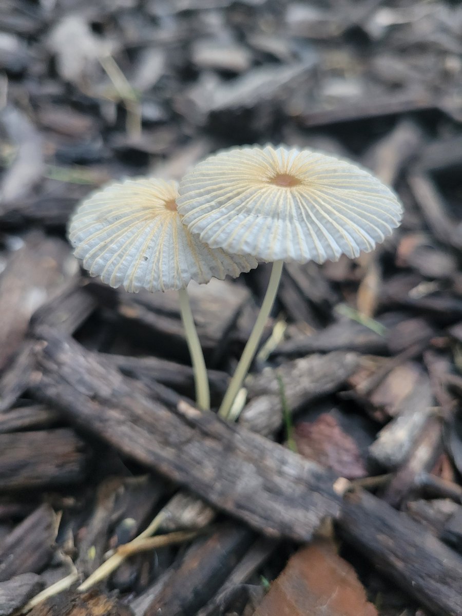 Gavin_Wurth's tweet photo. "Paper Umbrellas" 🍄 https://t.co/ftthmNyvGU