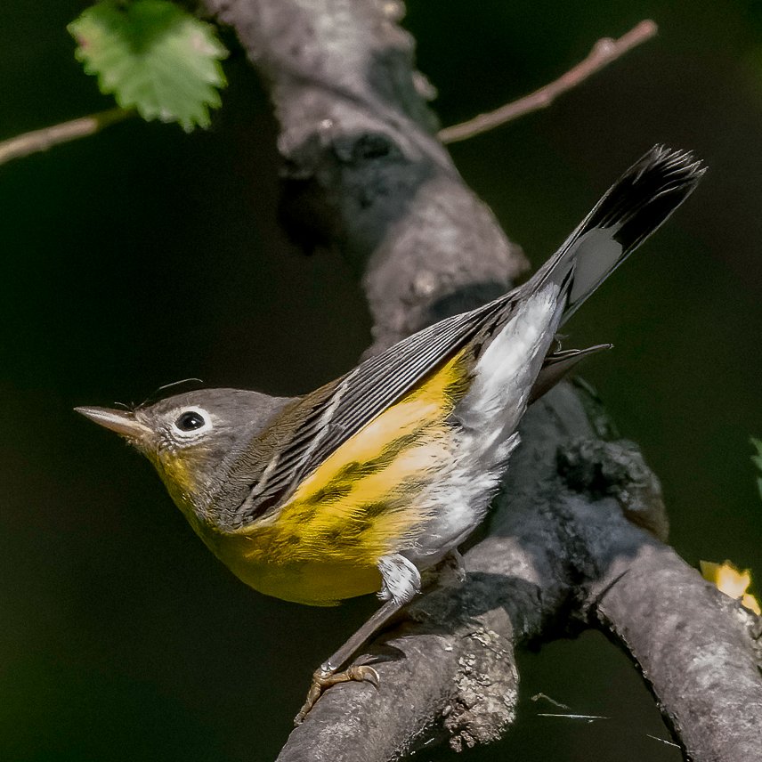 SandraBirdlover's tweet image. Disgruntled common yellowthroat flushed by dog at CP Pool plus rose-breasted grosbeak and magnolia warbler raise alarm as RT hawk hovers in CP Loch on Friday's  excellent @nycbirdalliance bird walk! #LightsOutNYC for birds please! #birdcpp #BirdsSeenIn2024 #birdwalk