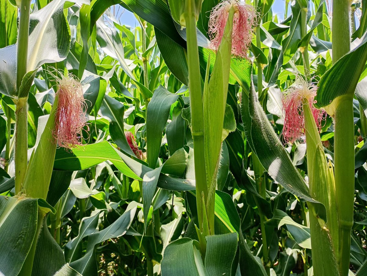 En #AgroSano trabajamos la conservación y fomento del cultivo de los maíces nativos que contribuye a la seguridad alimentaria y fomento de la agrobiodiversidad.
¡El campo de Michoacán es mejor, con AgroSano en acción! ♻️🦠🌱
#HonestidadyTrabajo #Michoacánesmejor