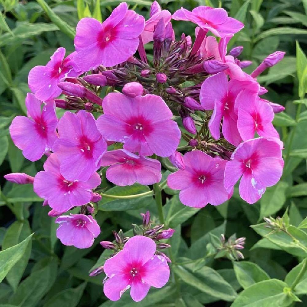 SY_RoseNguyen's tweet photo. In the garden's embrace, plox flowers gleam,
Their vibrant hues like a painter's dream.
With petals that shimmer in colors so bright,
They dance in the sun and glow in the night.
#Flowerholic #flower #flowers #Plox https://t.co/VwED6F1dle