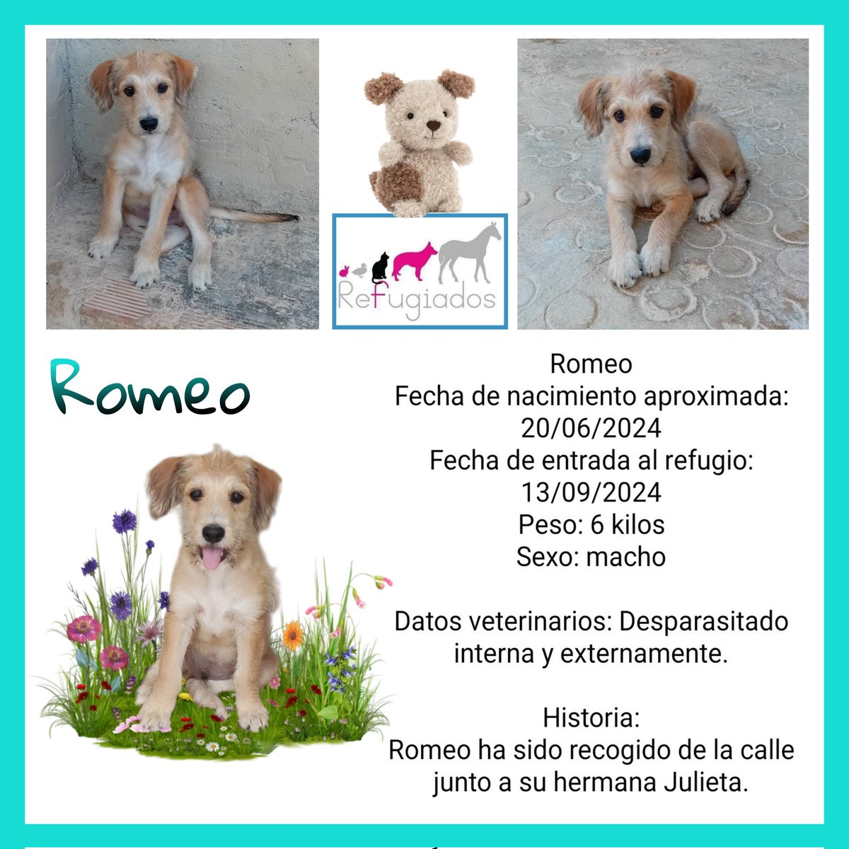 Romeo
Para adoptar:
refugiadosct@hotmail.com 
No se envía
Cartagena (Murcia)
facebook.com/media/set/?set…