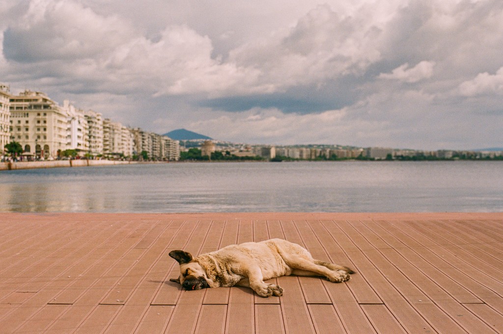 analogmofo's tweet photo. Dog days.⁠
Thessaloniki, Greece.⁠
.⁠
#Contax 139Q w/ Carl #Zeiss Planar T* 1,7/50 on #Fujicolor C200.
.⁠
#35mmfilm #35mmphoto #analog #analogue #film #filmisnotdead #filmisalive #filmphotography #filmcommunity #thefilmcommunity #filmfeed #filmphoto #travel #thessaloniki #dog https://t.co/S6ORnOSx7T