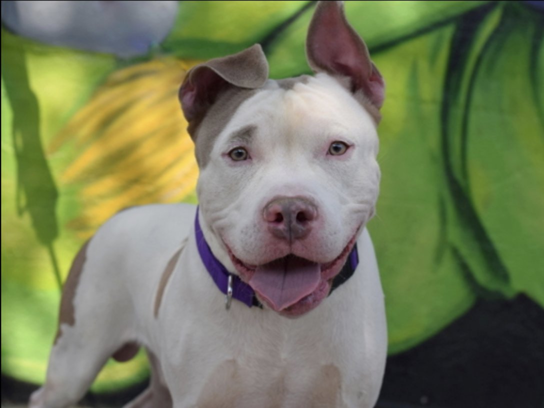 BeeDoDoobieDo's tweet photo. ππͺ²πBUGSY #28DaysInShelter #NoInfo on public website! πPledge. Share. Adopt. Foster. https://t.co/Qxwo2xG0Aj