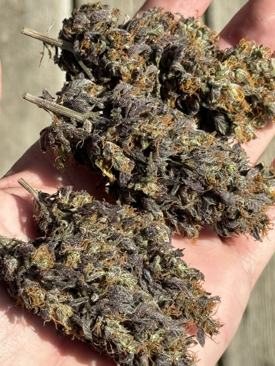 heretic conker tweet media