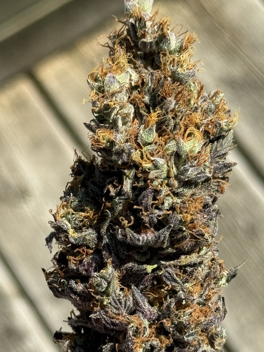 heretic conker tweet media