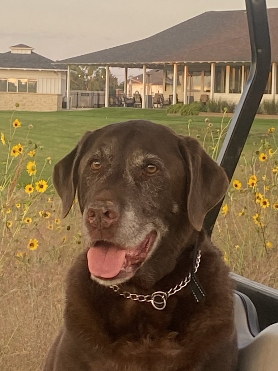 golfandtrap tweet media