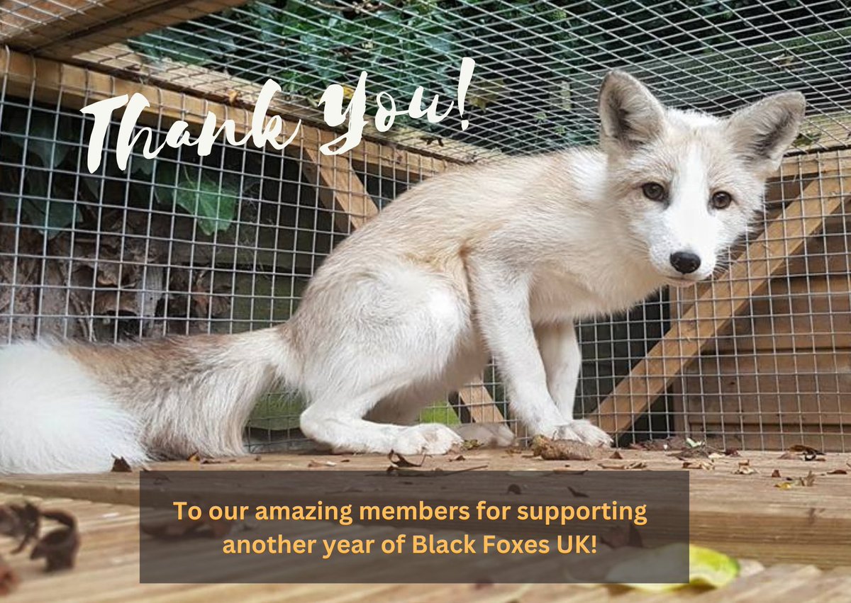 BlackFoxesUK's tweet photo. π A HUGE thank you to our amazing members! π¦
Your generosity covered our web hosting for another year, keeping Black Foxes UK thriving! ππ€
Together, we continue to grow, protect, and share our mission! πΏ https://t.co/8QVMDMAREn
#ThankYou #StrongerTogether #FoxConservation https://t.co/Xl0zyfVkh5