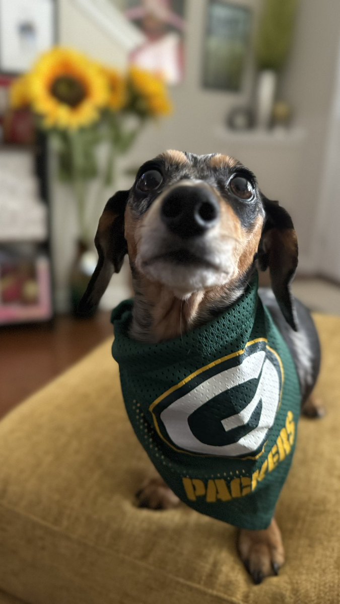 Miss Freckles says Go Pack Go and I think mama needs to buy me a smaller bandana 😂 #GoPackGo 💚💛🏈💛💚#Packers <a href="/packers/">Green Bay Packers</a>