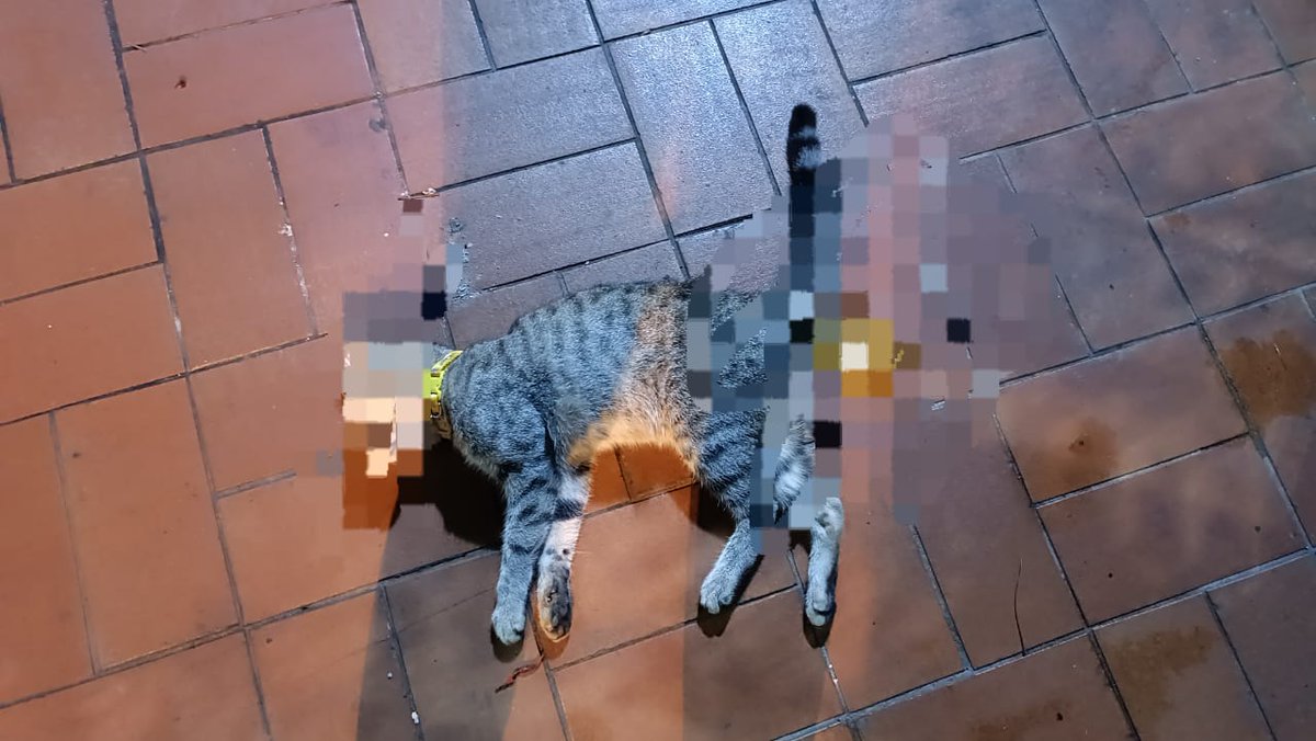 ENVENENADOS | Consternación ha causado el envenenamiento de gatos en #LaCalifornia. Defensores de animales reportan que aproximadamente 30 felinos domésticos han fallecido por veneno. Se ha reportado el asunto ante el CICPC. Esto es muy grave. Hacemos un llamado a la conciencia.