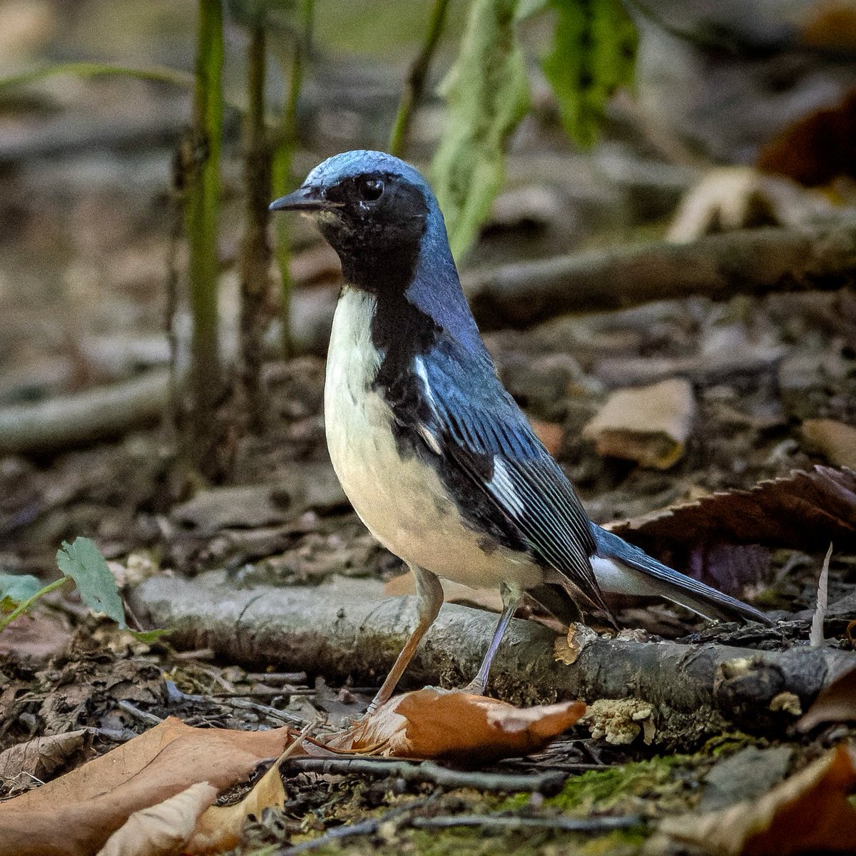 SandraBirdlover's tweet image. First of fall white-throated sparrow &amp;amp; sartorial dazzler male black-throated blue warbler at CP Pool. #birdcpp #BirdsSeenin2024 #LightsOutNYC #CentralParkBirds