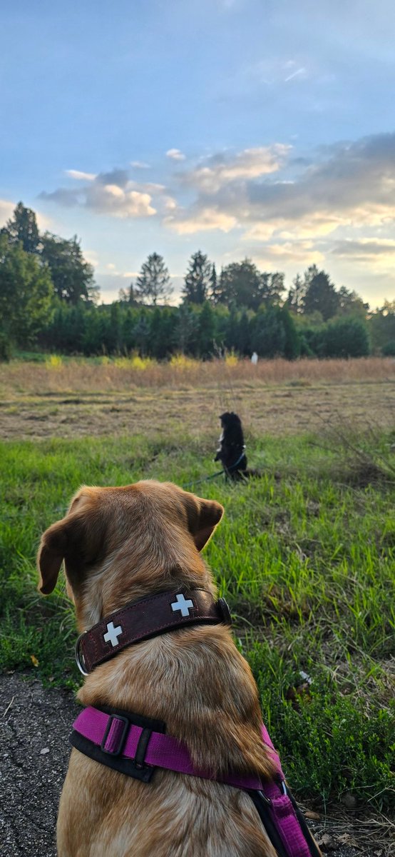 Hood Kontrollgang mit Erdmännchen Freddy 😏