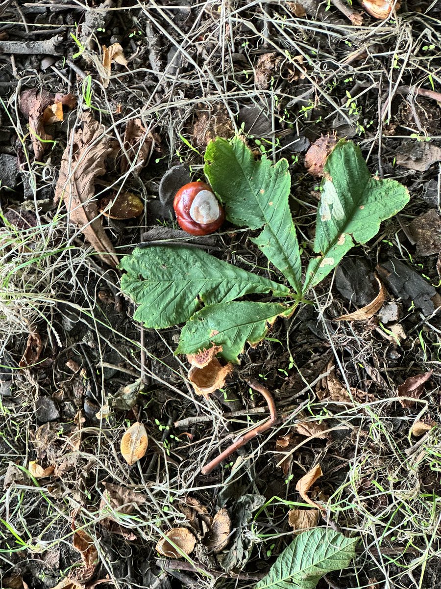 SuttonHighEYFS's tweet image. Autumn is my favourite season and I still get that buzz of excitement when I see conkers. I can’t wait to share them with the girls, tomorrow.