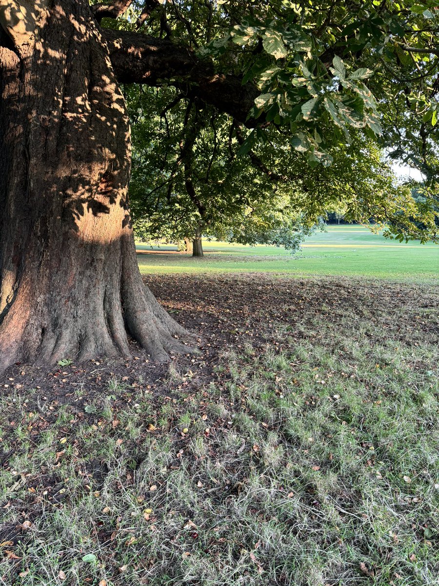 SuttonHighEYFS's tweet image. Autumn is my favourite season and I still get that buzz of excitement when I see conkers. I can’t wait to share them with the girls, tomorrow.