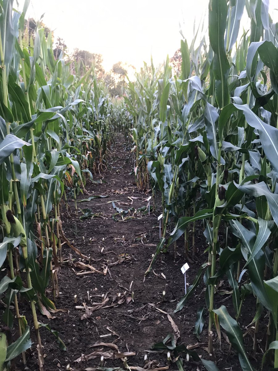 seedspecialist's tweet photo. #Maize24 demo tomorrow, some interesting things to discuss. @LeeHarker65 @hawthorne231 #Procam #DSV #FieldOptions https://t.co/7iIVqoU45B