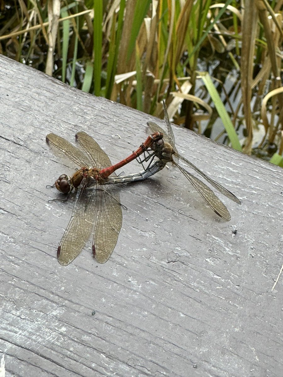 BeckL76388162's tweet image. Fantastic day delivering freshwater workshops for the @vogriepogrie festival with @NewbattleTweets and @MidlothianCAN @on_esk .  #dragonfly #communitycitizenscience