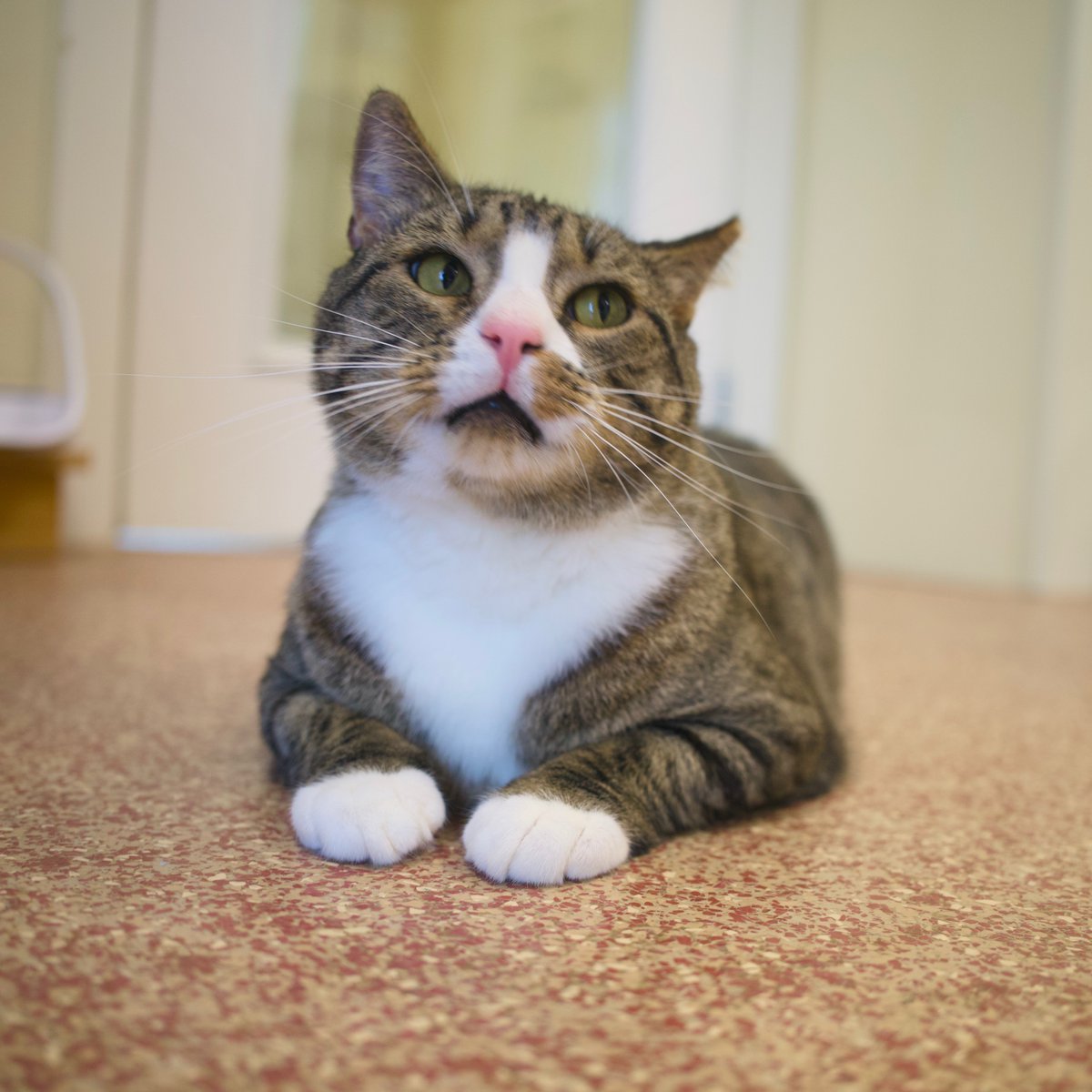 ShadowCatsTexas's tweet photo. There's not a lot of sass in this side-eye, but I think that's because Bruce is too sweet for sass.  Nevertheless, this is your #sideeyesunday for the week! https://t.co/kYnCEGWCQZ