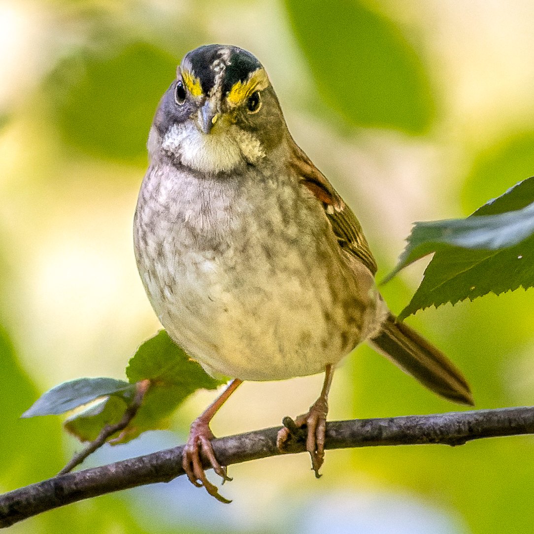 SandraBirdlover's tweet image. First of fall white-throated sparrow &amp;amp; sartorial dazzler male black-throated blue warbler at CP Pool. #birdcpp #BirdsSeenin2024 #LightsOutNYC #CentralParkBirds