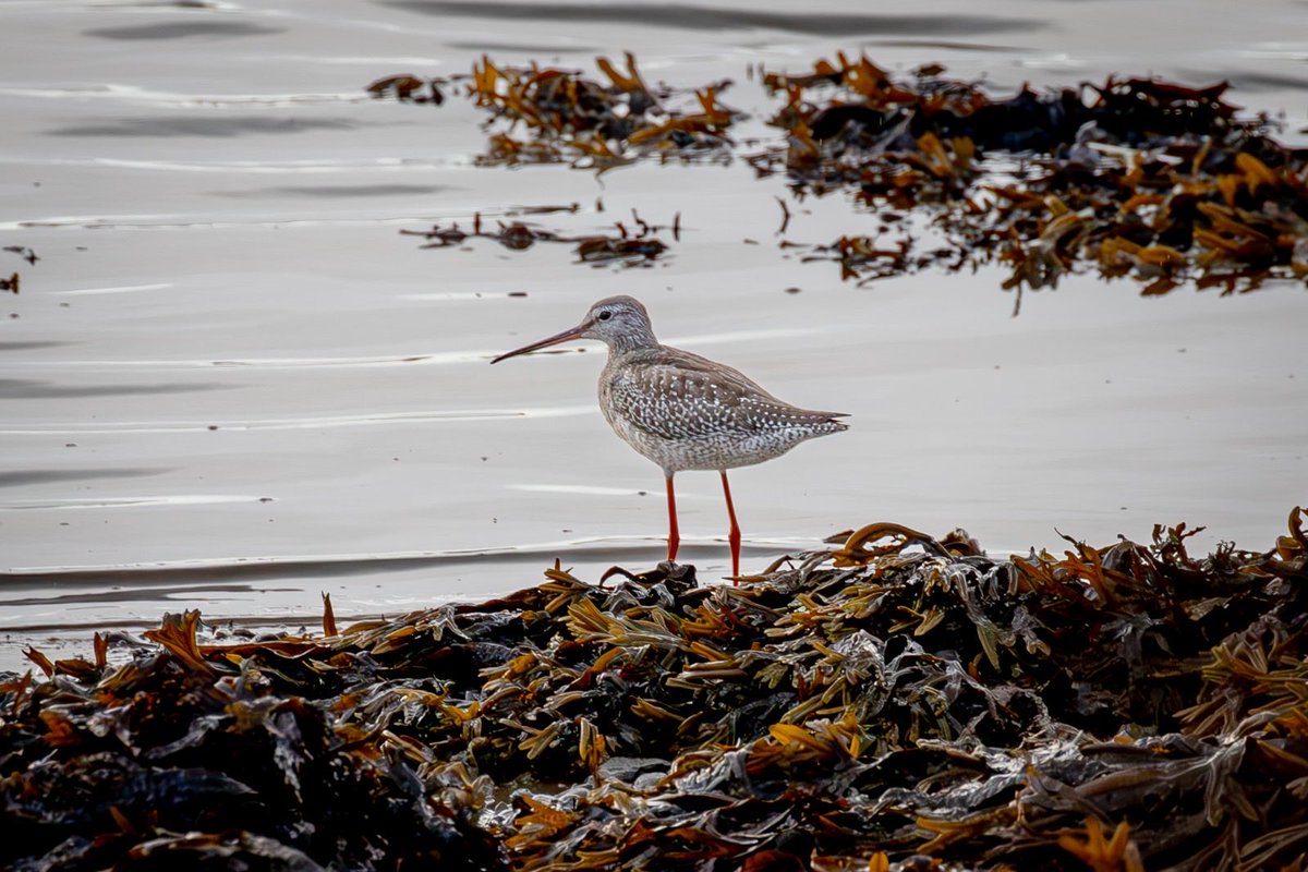BoatBirder's tweet photo. Nice to find this Spotted Redshank along the Ythan Estuary just below Snub car park Aberdeenshire 🏴󠁧󠁢󠁳����󠁴󠁿 this evening. https://t.co/PBsTWj64u2