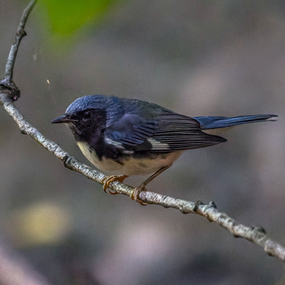 SandraBirdlover's tweet image. First of fall white-throated sparrow &amp;amp; sartorial dazzler male black-throated blue warbler at CP Pool. #birdcpp #BirdsSeenin2024 #LightsOutNYC #CentralParkBirds