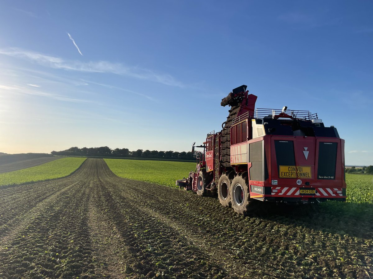 Never lifted #beet like this before. Great conditions, just have to wait and see what the yield is like…. First lorry’s roll into <a href="/BritishSugar/">British Sugar</a> tomorrow morning! <a href="/BBRO_Beet/">BBRO_Beet</a> <a href="/NFUSugar/">NFU Sugar</a>