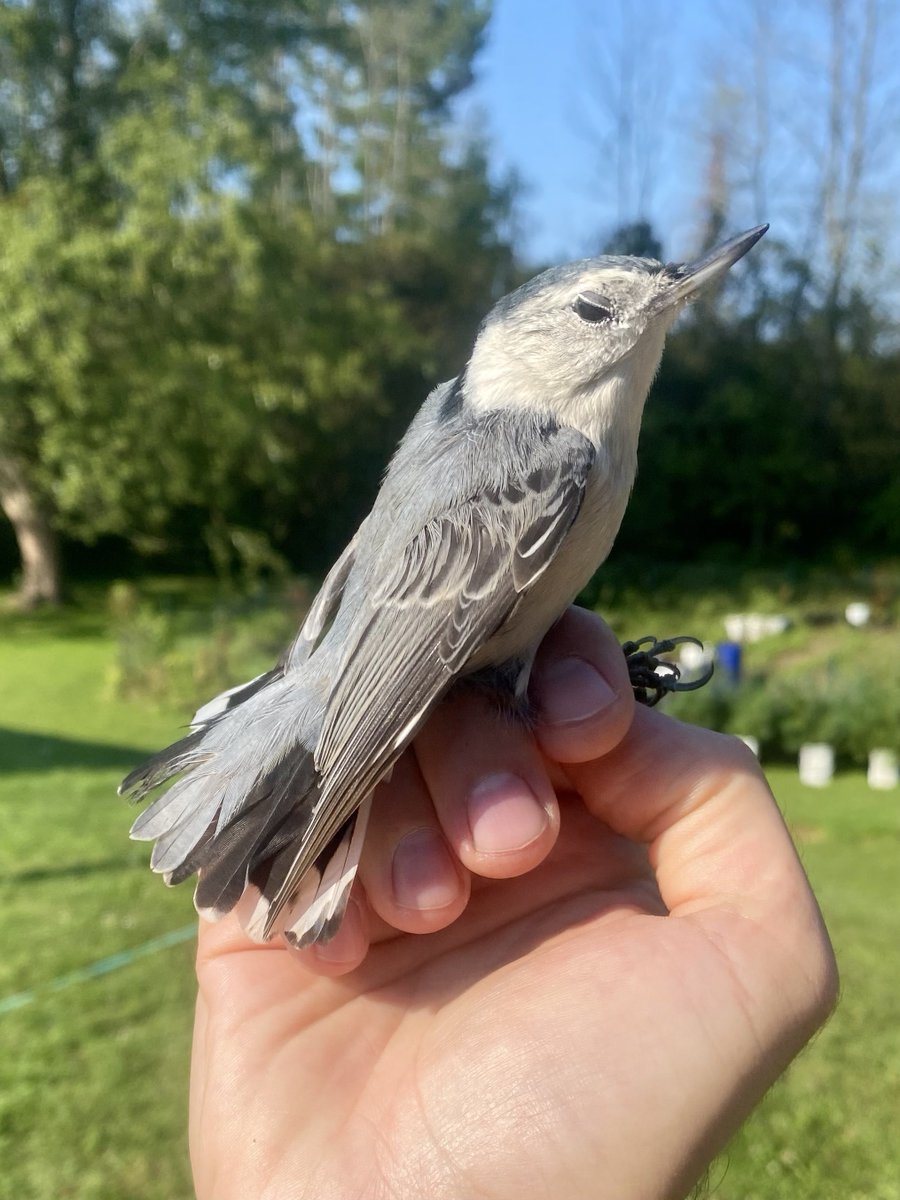 evornithology's tweet photo. Damn she really hit me with the side eye! What did I do???

(White-breasted Nuthatch) https://t.co/uWdV6rM4BM