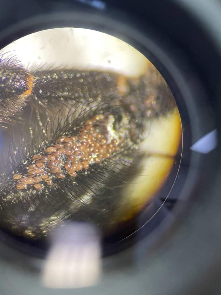 Ronnie M 🌸 tweet media