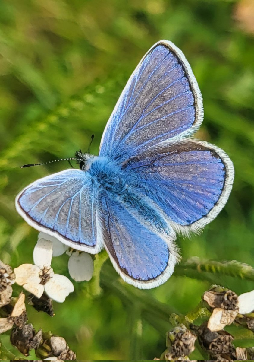 Andy45964824's tweet photo. Lovely butterflies keeping me company at the Reserve today.
#commonblue #smallcopper https://t.co/wTOt8xPj5C