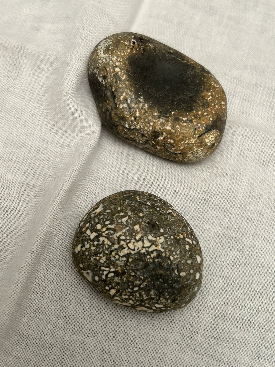 Dinosaur bone found on the beach a Rye Harbour today <a href="/SussexWildlife/">Sussex Wildlife Trust 🦔</a>